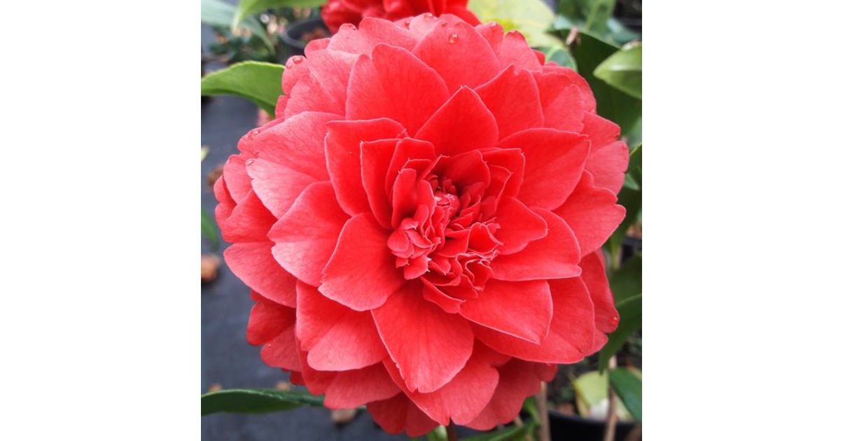 Camellia japonica 'Manuroa Road' Tous les arbustes Pépinières côte